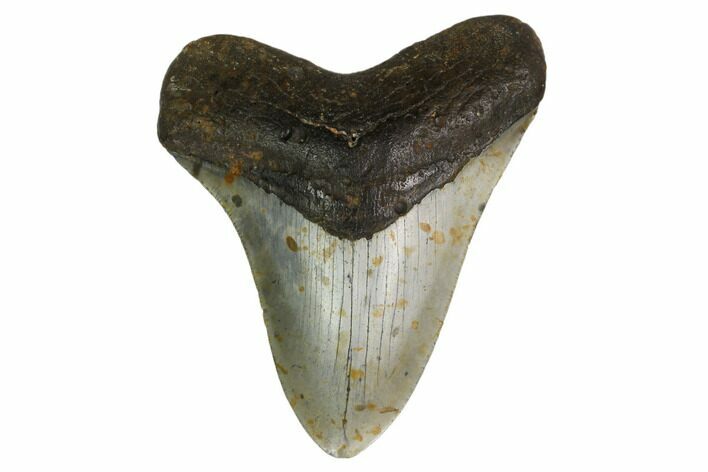 Fossil Megalodon Tooth - North Carolina #161446